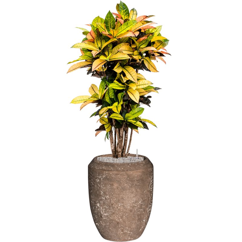 Croton Variegatum Mrs. Iceton in Baq Polystone Coated Coppa Rock