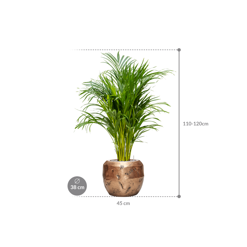 Areca Lutescens in Baq Opus Raw Goud