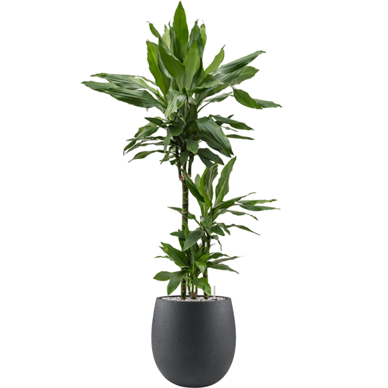 Dracaena Janet Lind in Grigio Balloon Concrete Antraciet