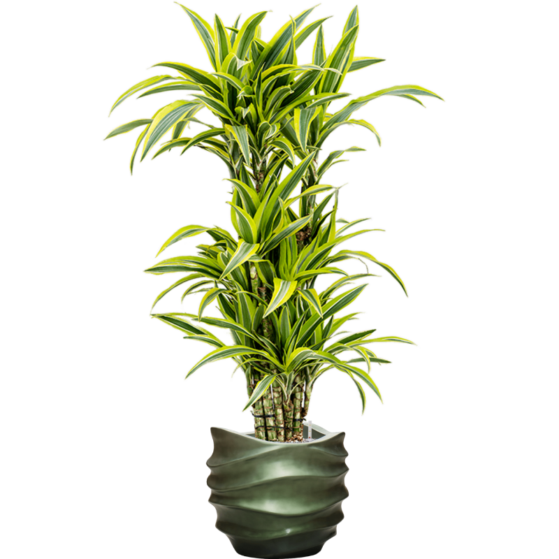 Dracaena Lemon Lime in Baq Gradient Lee Couple  Green