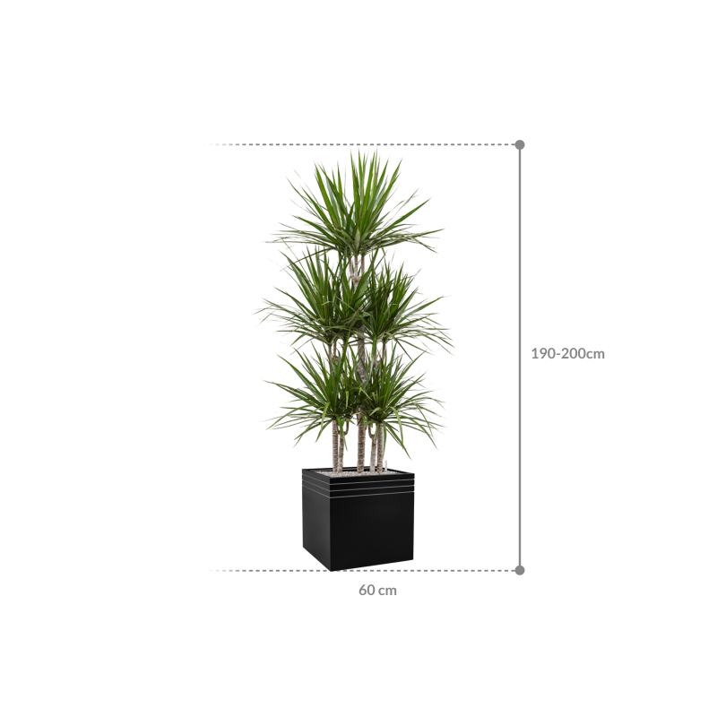 Dracaena Marginata in Line-Up Cube Matt Zwart met wielplaat