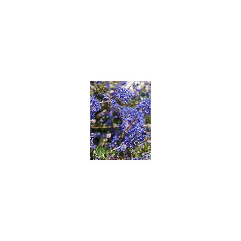 Ceanothus Blue Sapphire