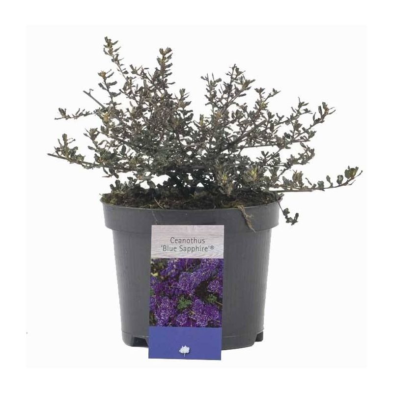 Ceanothus Blue Sapphire