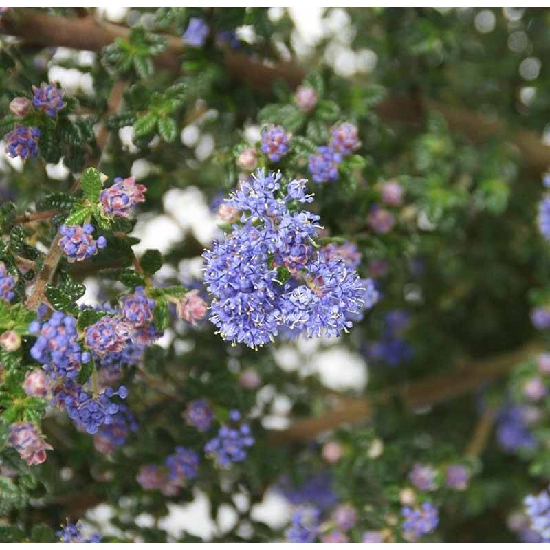 Ceanothus Puget Blue