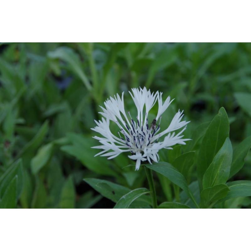 Centaurea Alba - 6 stuks