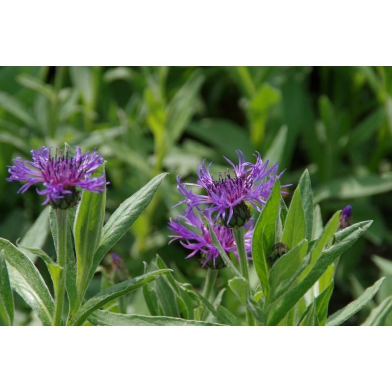 Centaurea Coerulea - 6 stuks