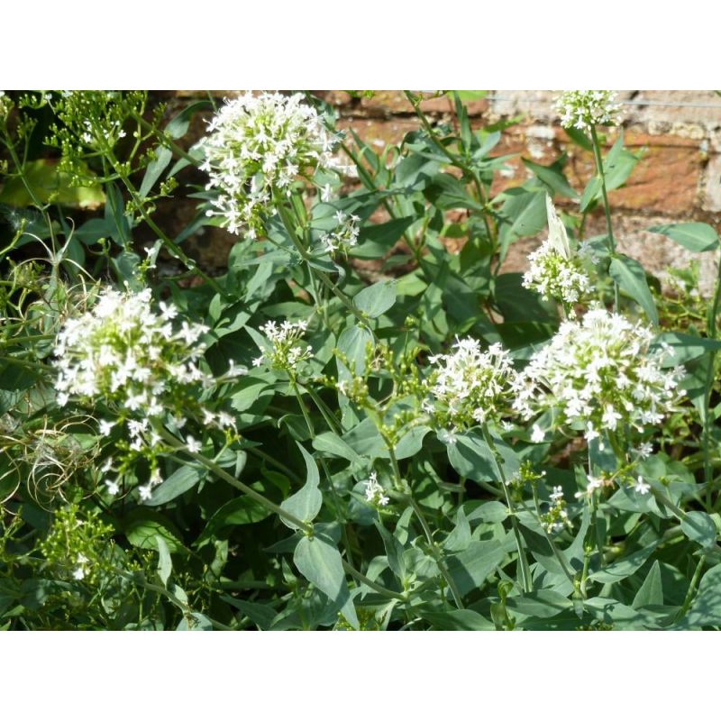 Centranthus Albus - 6 stuks