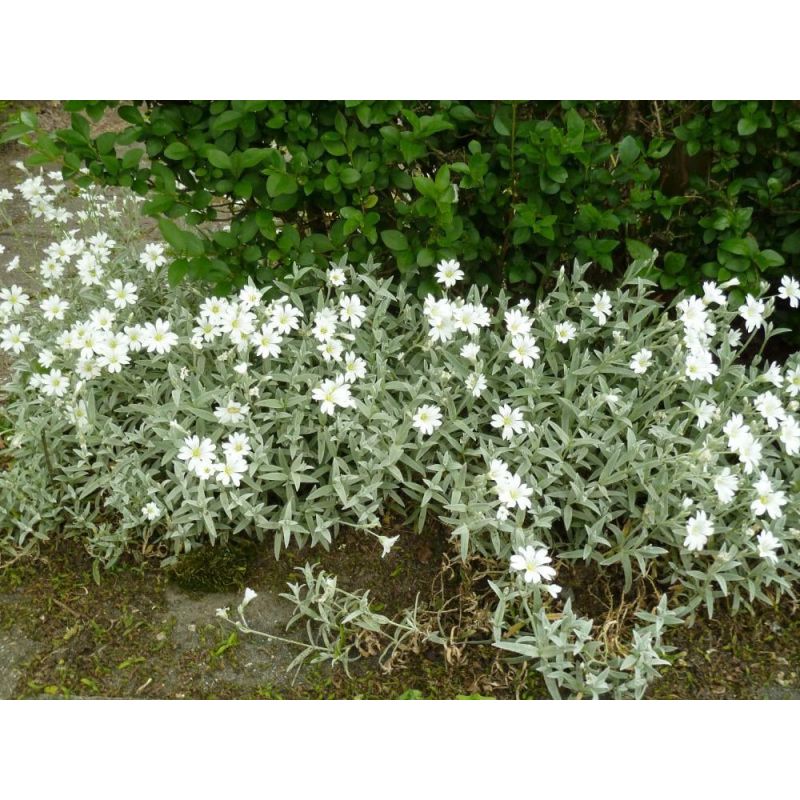 Cerastium tomentosum - 6 stuks