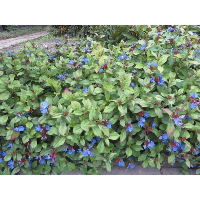 Ceratostigma plumbaginoides - 6 stuks