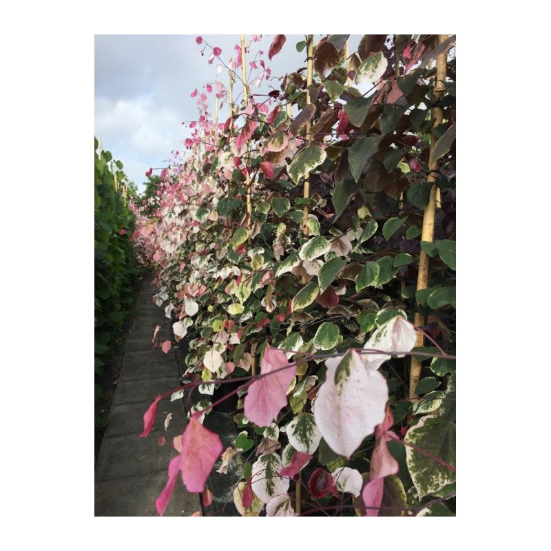 Cercis Canadensis Carolina Sweetheart