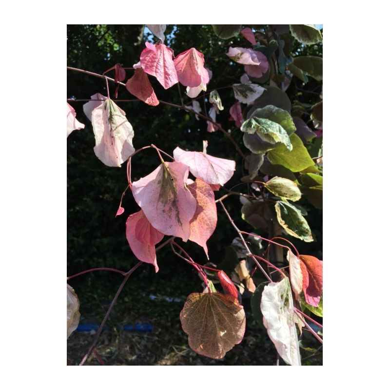 Cercis Canadensis Carolina Sweetheart - solitair