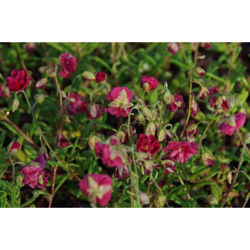 Helianthemum Cerise Queen - 6 stuks