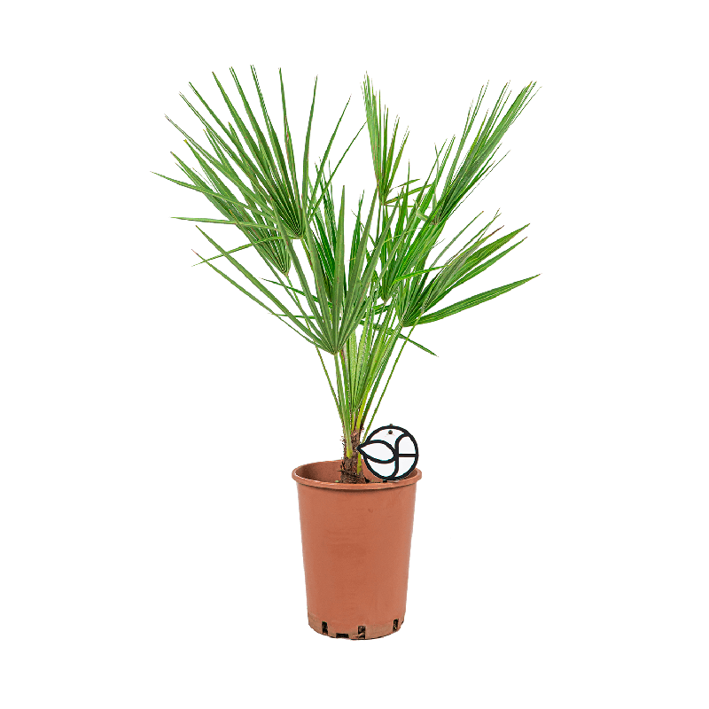 Chamaerops Humilis 