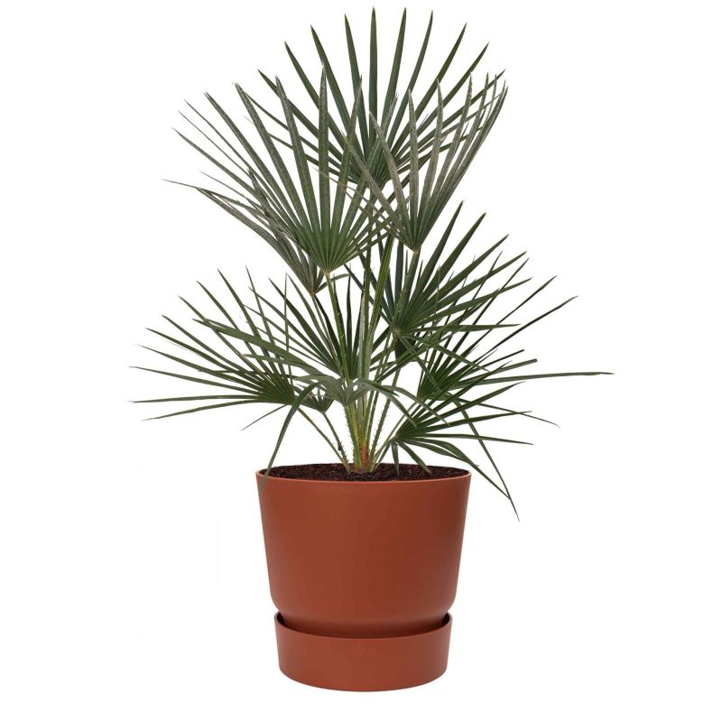 Chamaerops Humilis in Elho Greenville bruin