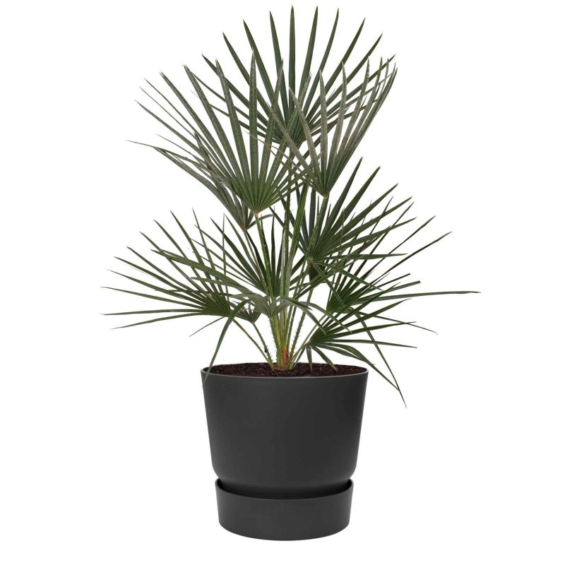 Chamaerops Humilis in Elho Greenville zwart