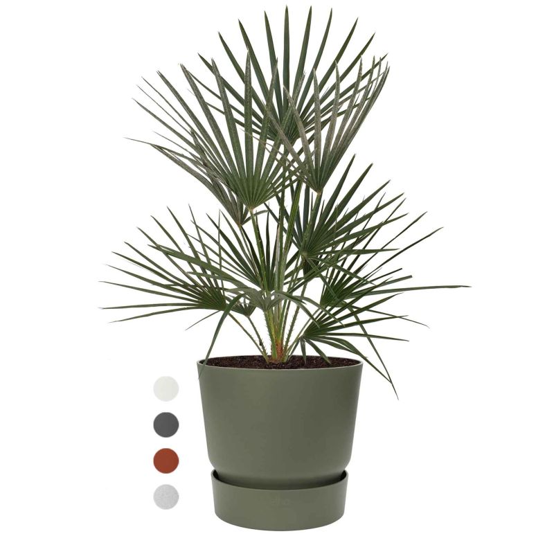 Chamaerops Humilis in Elho Greenville groen