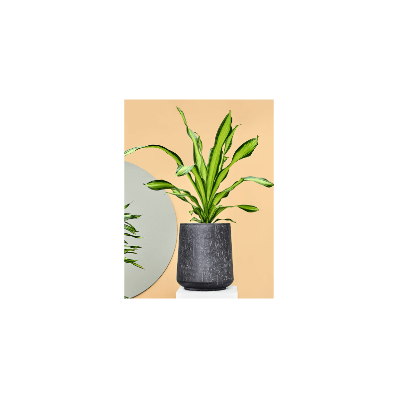 Dracaena Charley