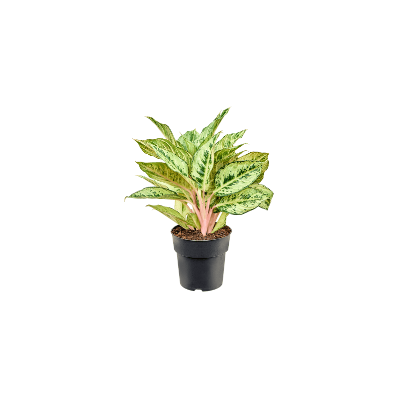 Aglaonema Chartreuse Pretty