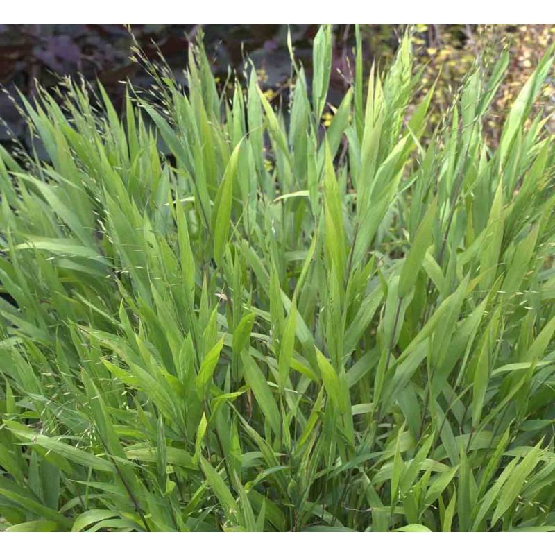 Chasmanthium latifolium - 6 stuks