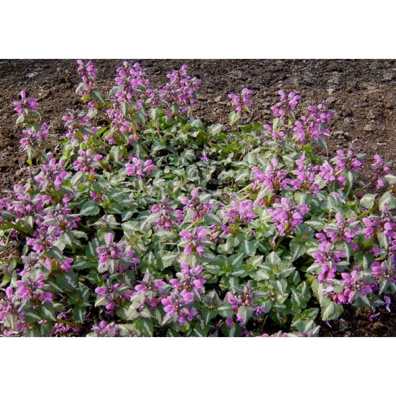  Lamium Chequers - 6 stuks