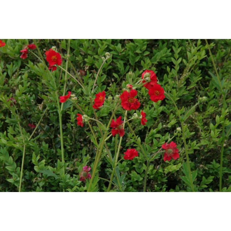 Geum Mrs Bradshaw - 6 stuks