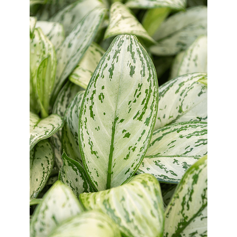 Aglaonema Christina