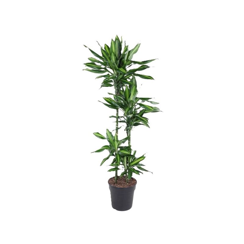 Dracaena Cintho 4-stam