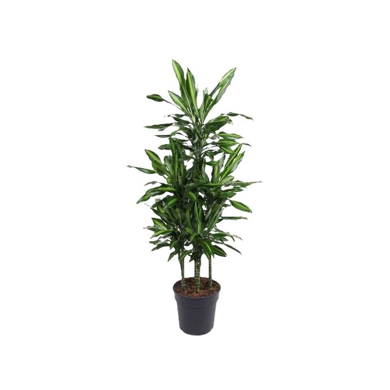 Dracaena Cintho carrousel