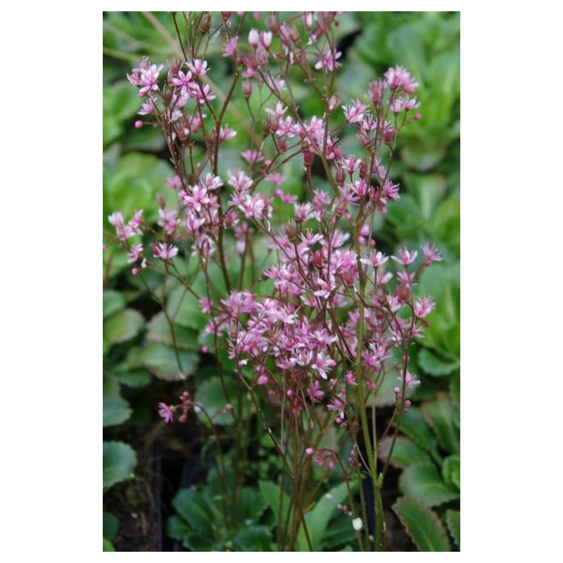 Saxifraga Clarence Elliott - 6 stuks