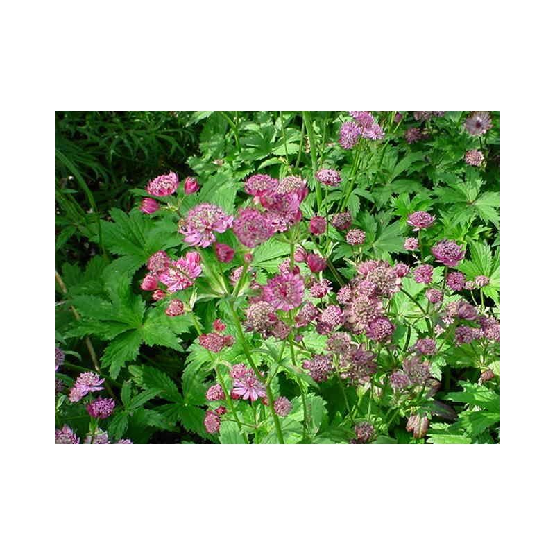 Astrantia Claret - 6 stuks