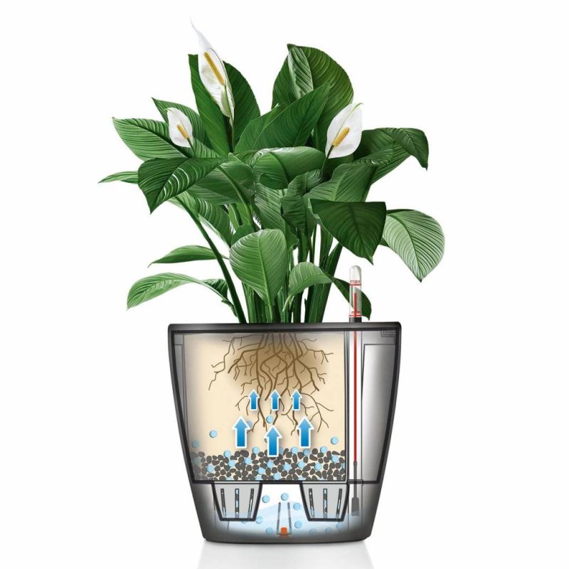 Dracaena Lemon Lime in watergevende Classico bruin