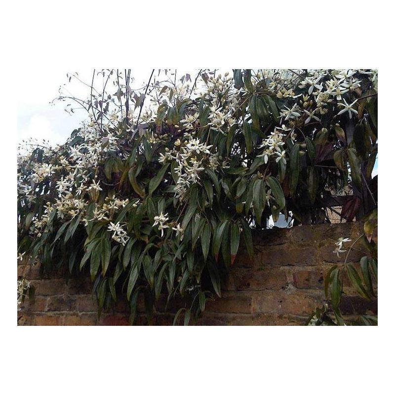 Clematis armandii