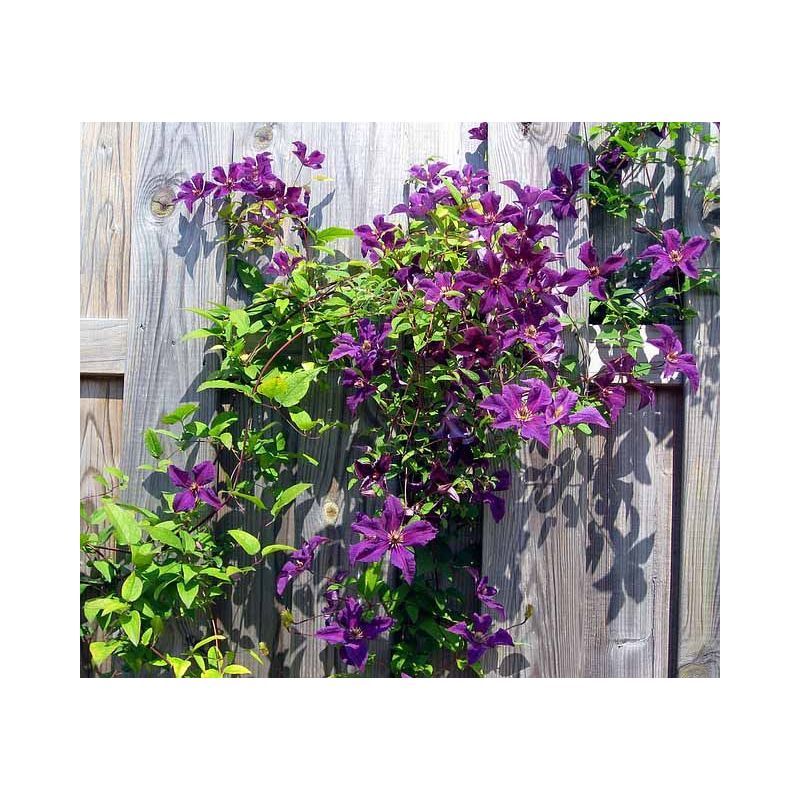 Clematis Jackmanii