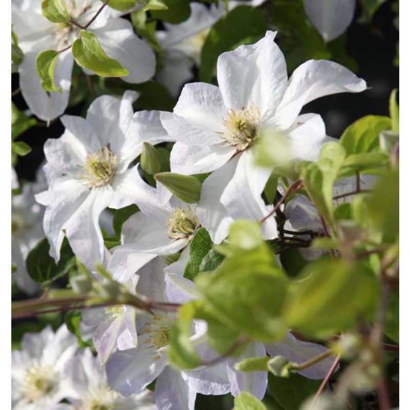 Clematis Yukikomachi