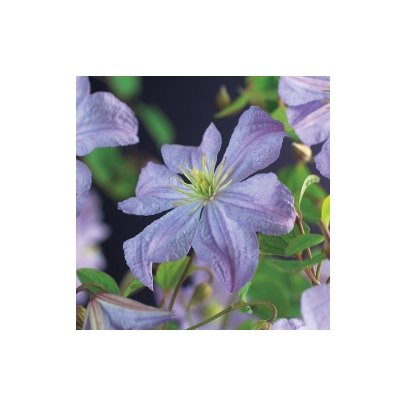 Clematis Prince Charles