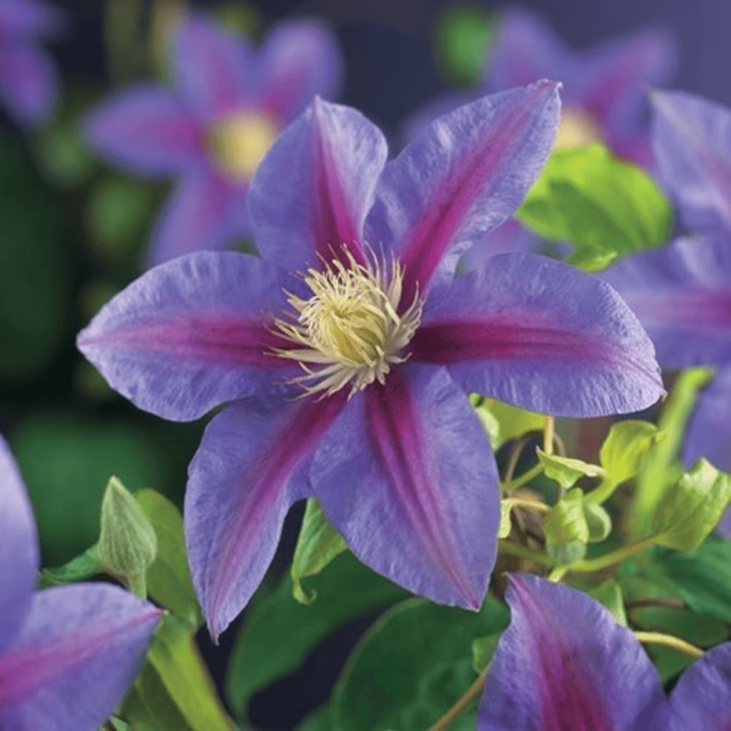 Clematis Barbara Jackman