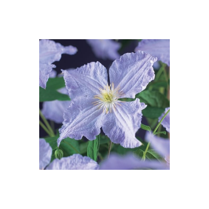 Clematis Blue Angel