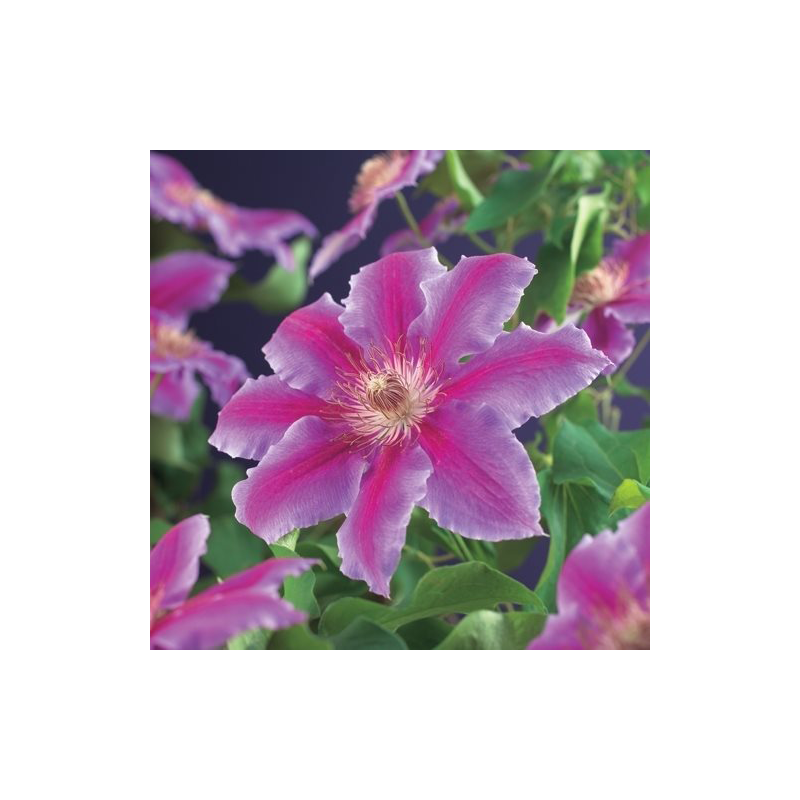 Clematis Dr. Ruppel