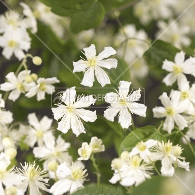 Clematis Paul Farges