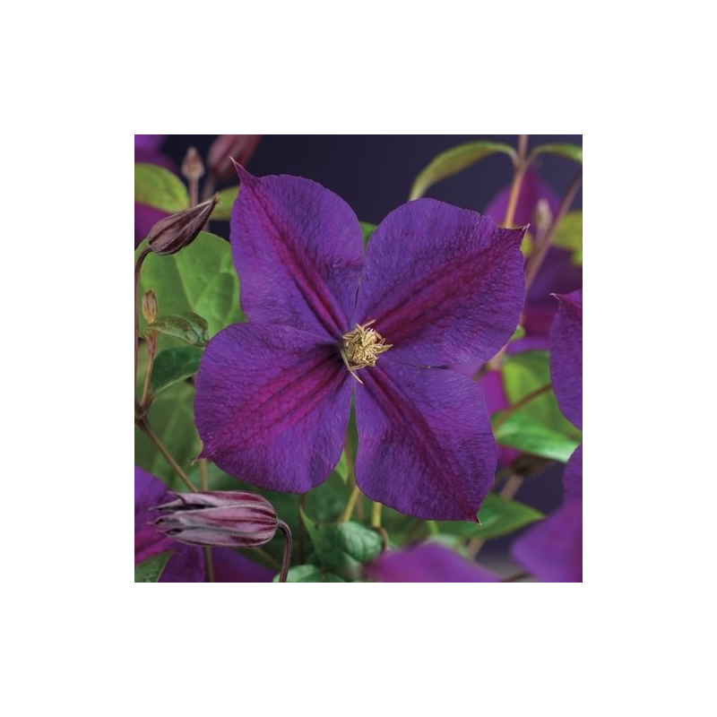 Clematis Star of India