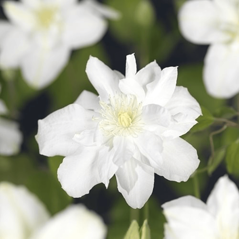 Clematis Sylvia Denny