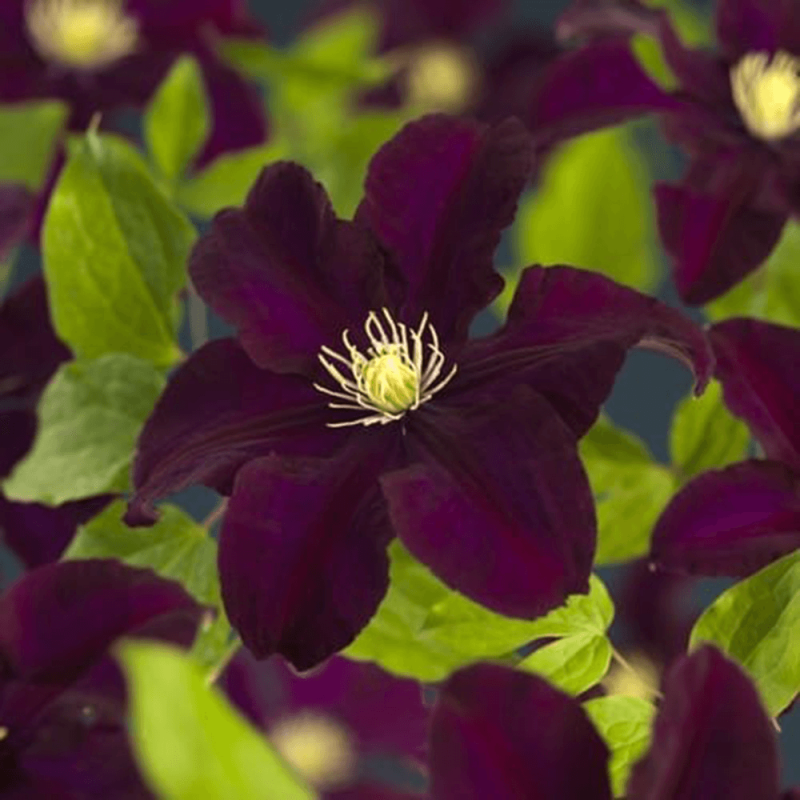 Clematis Warszawska Nike