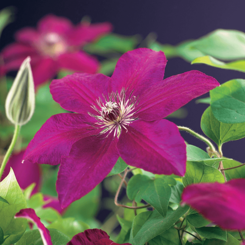 Clematis Westerplatte