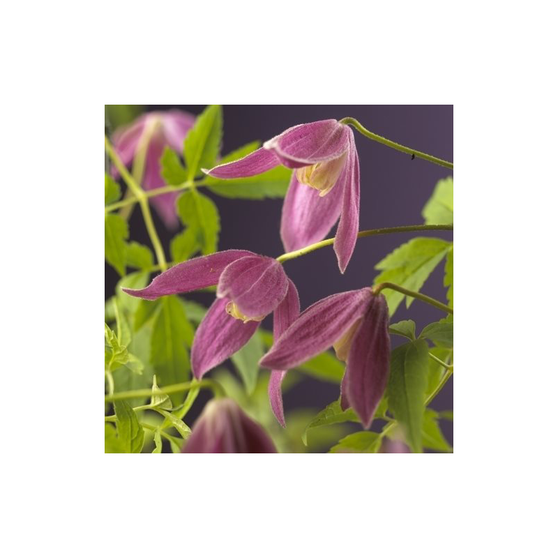 Clematis Ruby