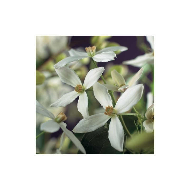 Clematis armandii