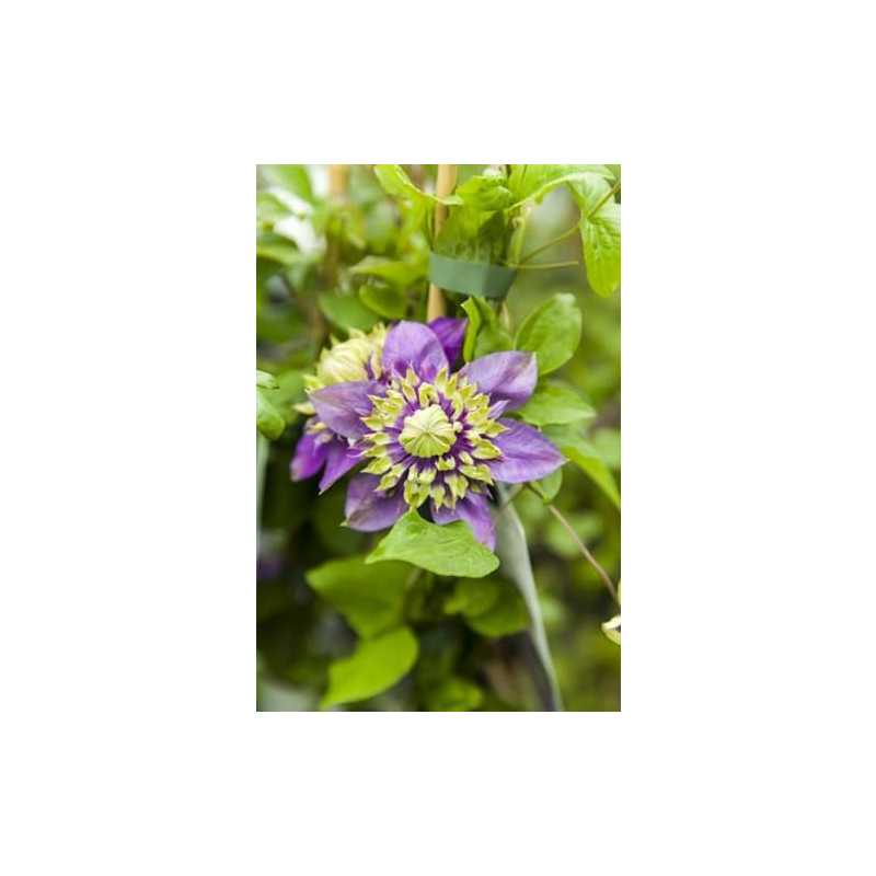 Clematis Taiga