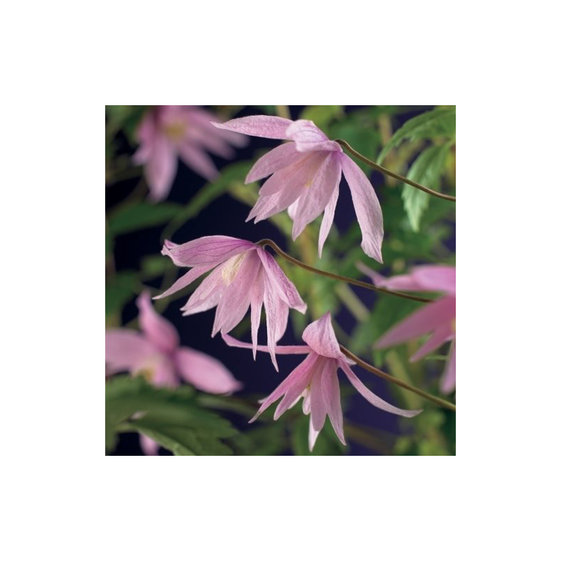 Clematis Markham's Pink