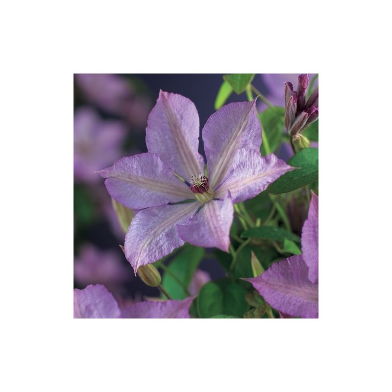 Clematis Margaret Hunt