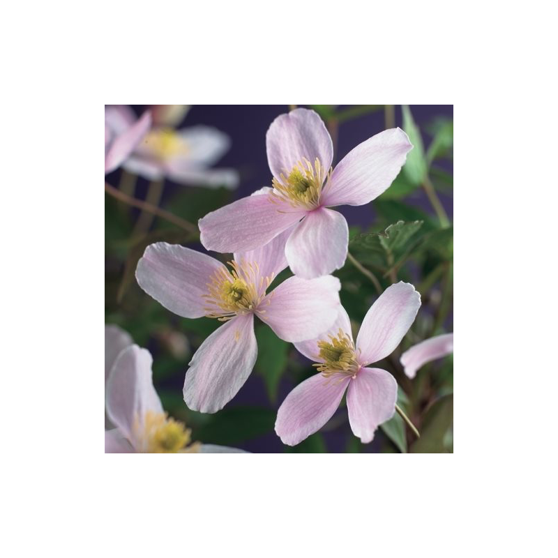 Clematis Fragrant Spring