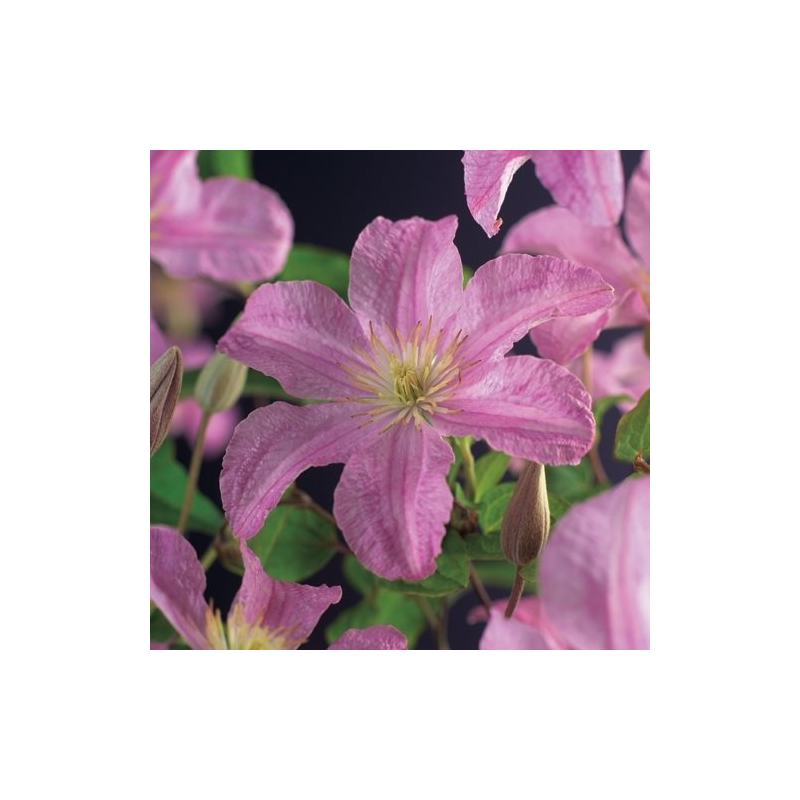 Clematis Comtesse de Bouchaud